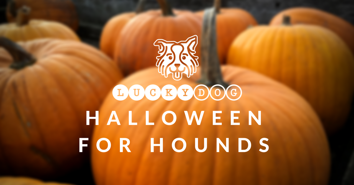 Halloween for Hounds
