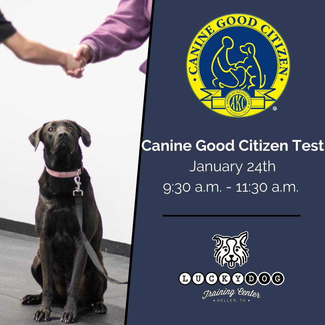 Canine Good Citizen 2 - Lucky Dog Training Center